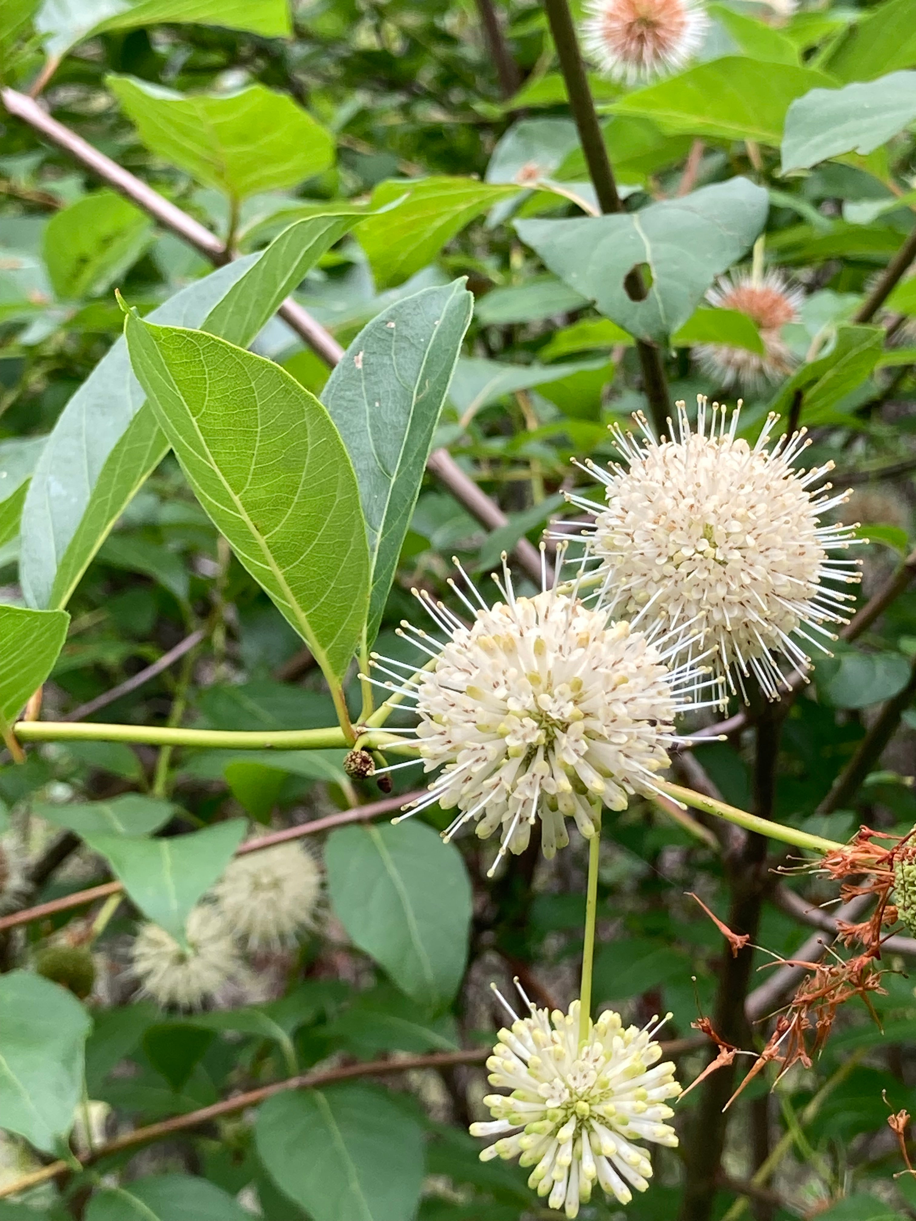 Buttonbush (Cephalanthus occidentalis) | Birdsfoot Native Nursery