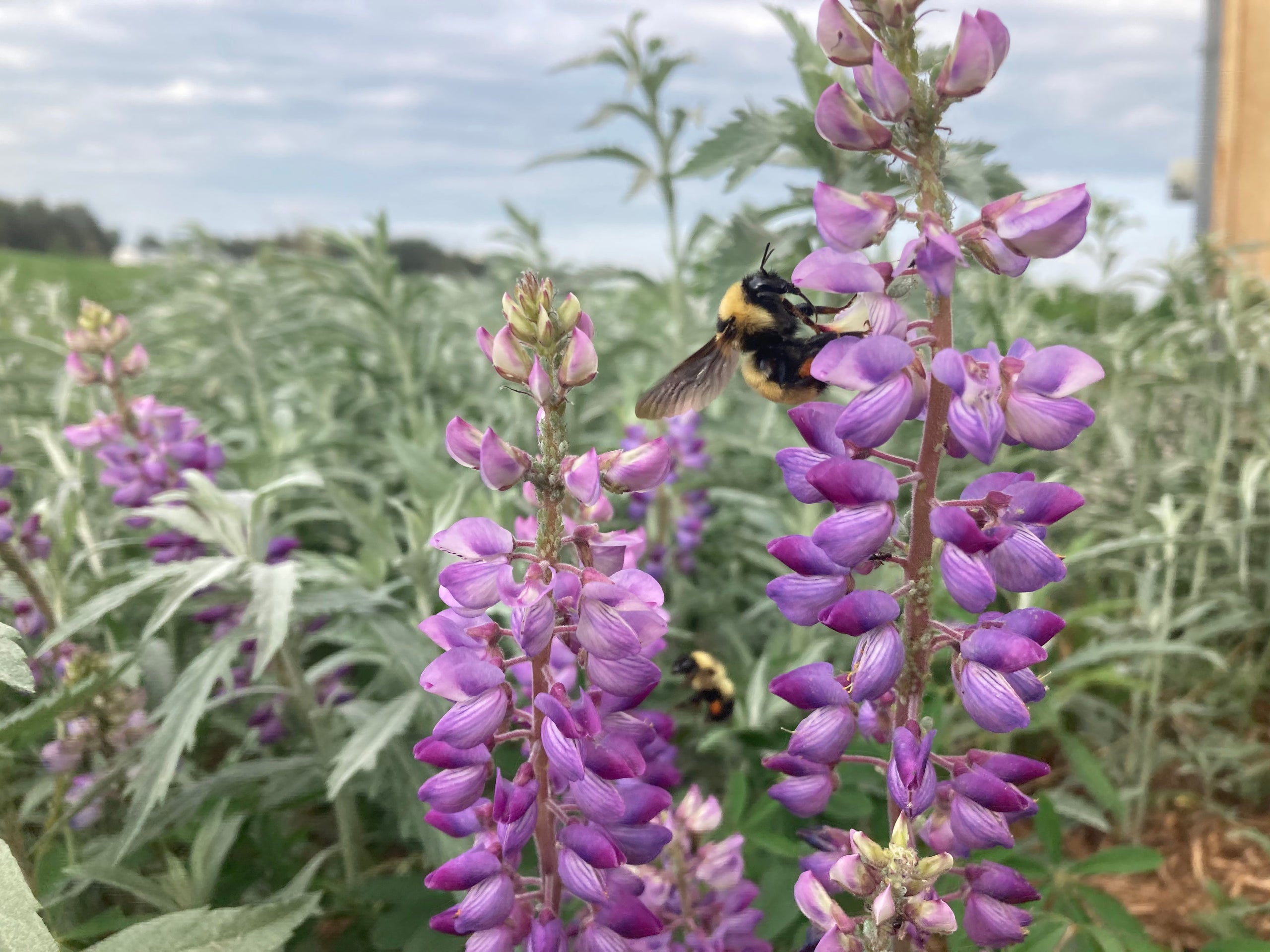Wild Lupine (Lupinus perennis) | Birdsfoot Native Nursery