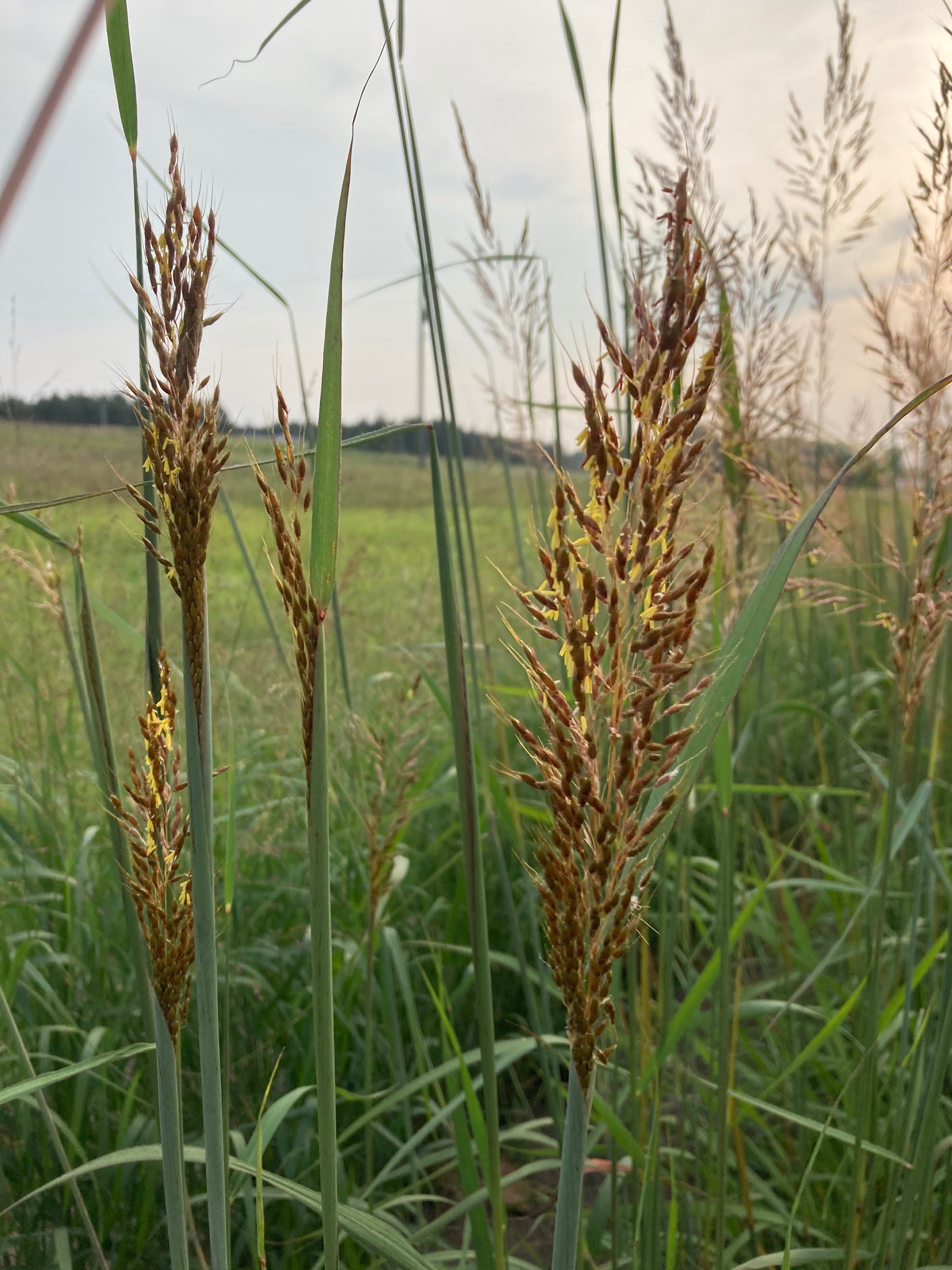 Indian Grass Sorghastrum Nutans Birdsfoot Native Nursery